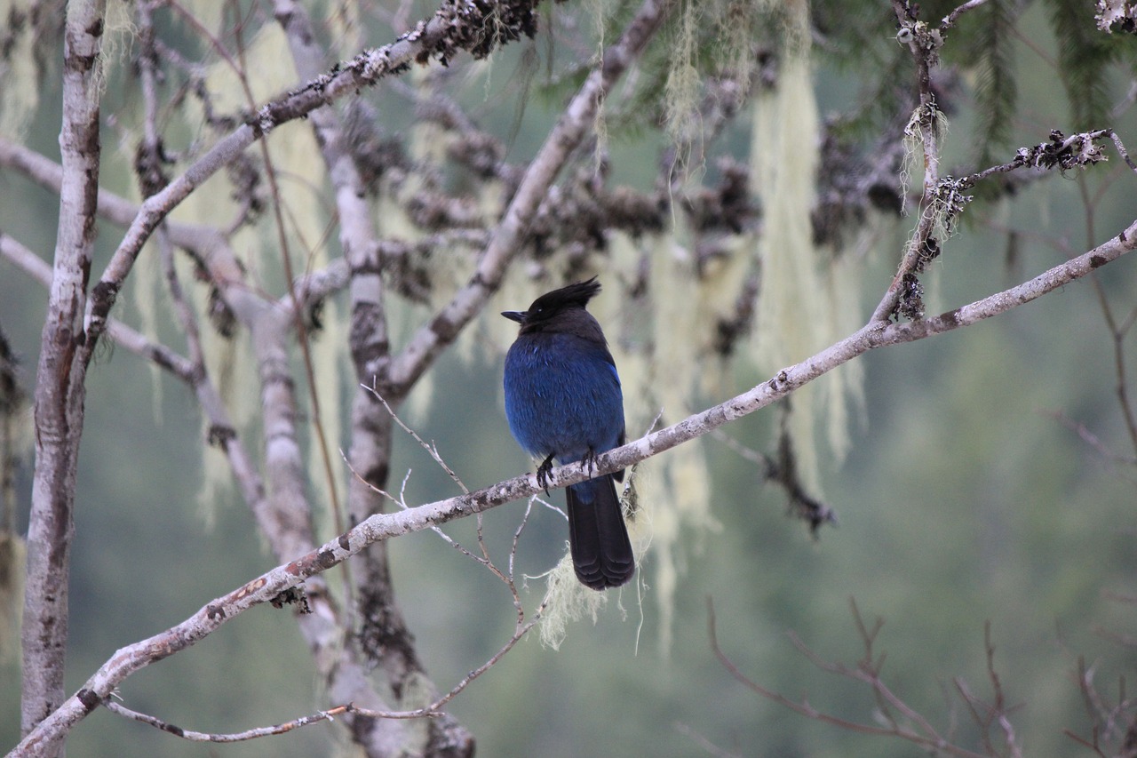 blue bird animal free photo