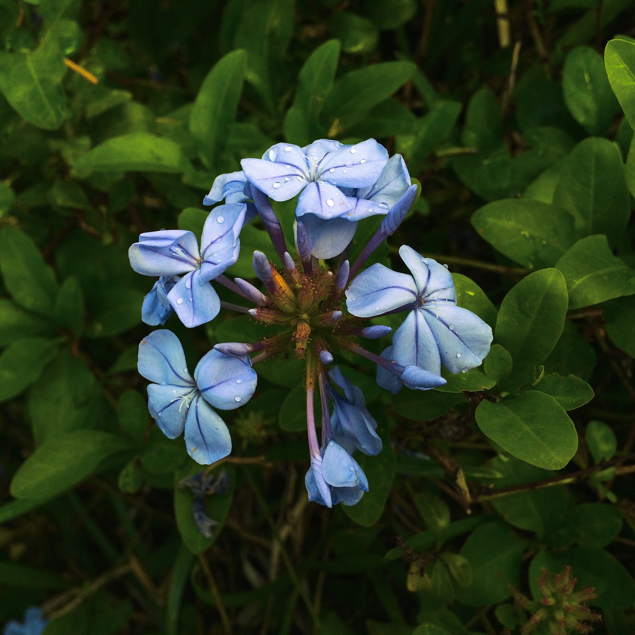 blue flower nature free photo