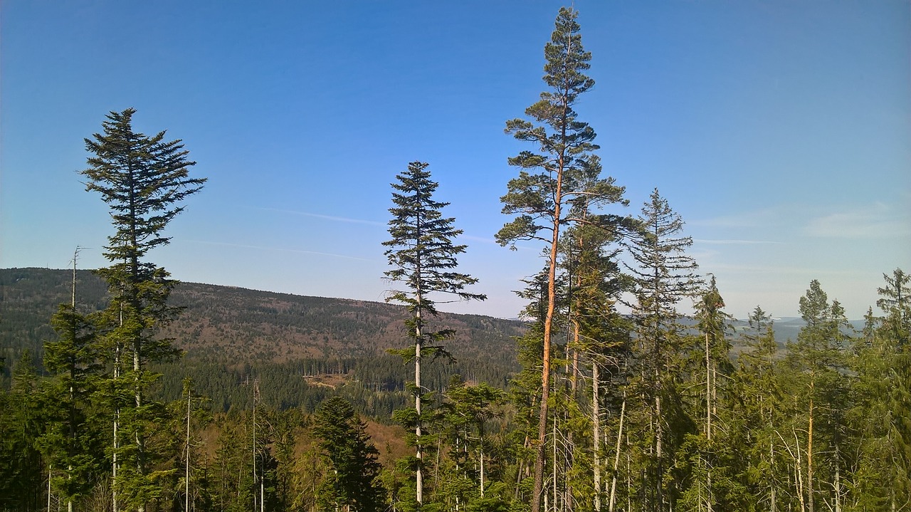 blue sky tree free photo