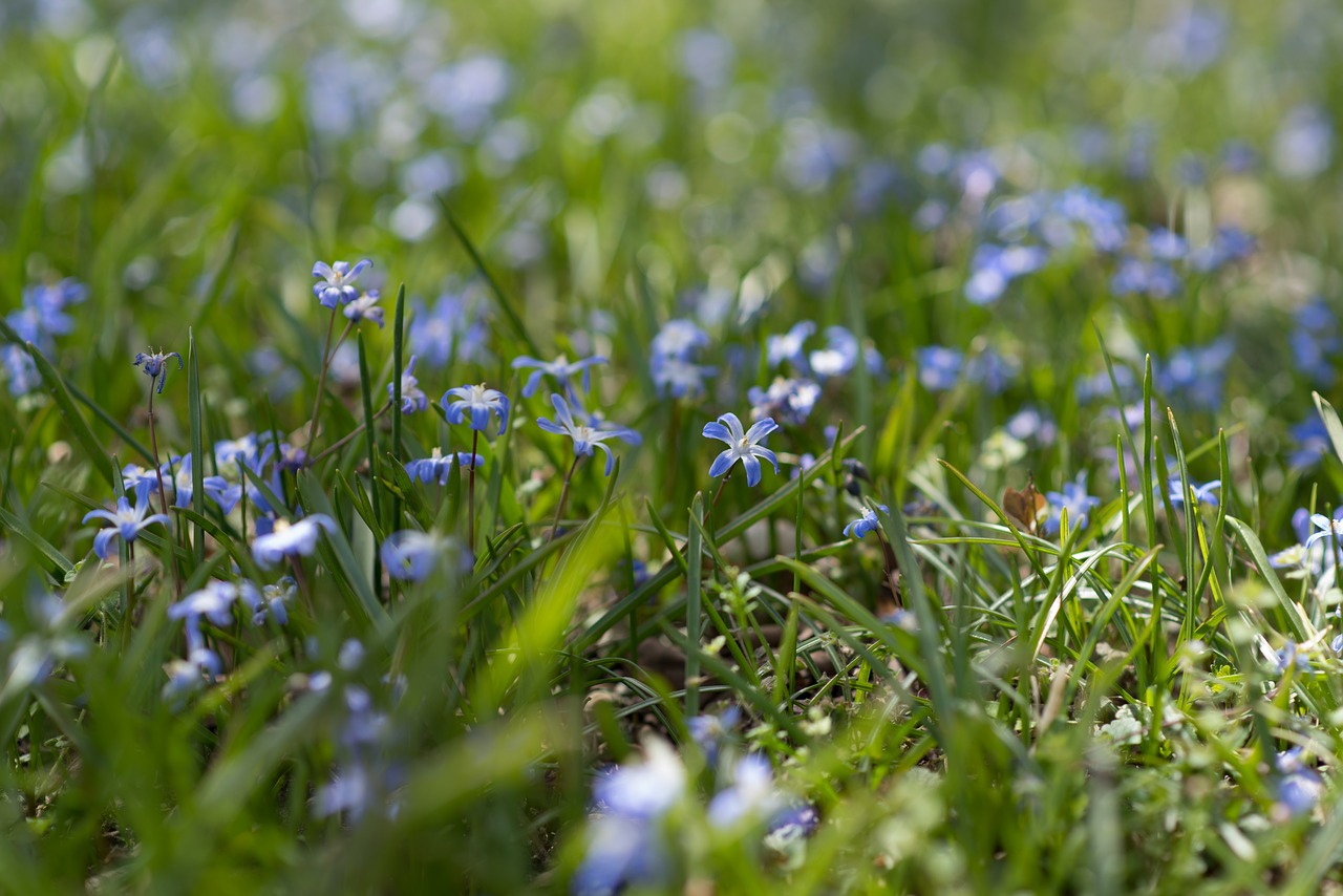 blue sherwood gardens flowers free photo