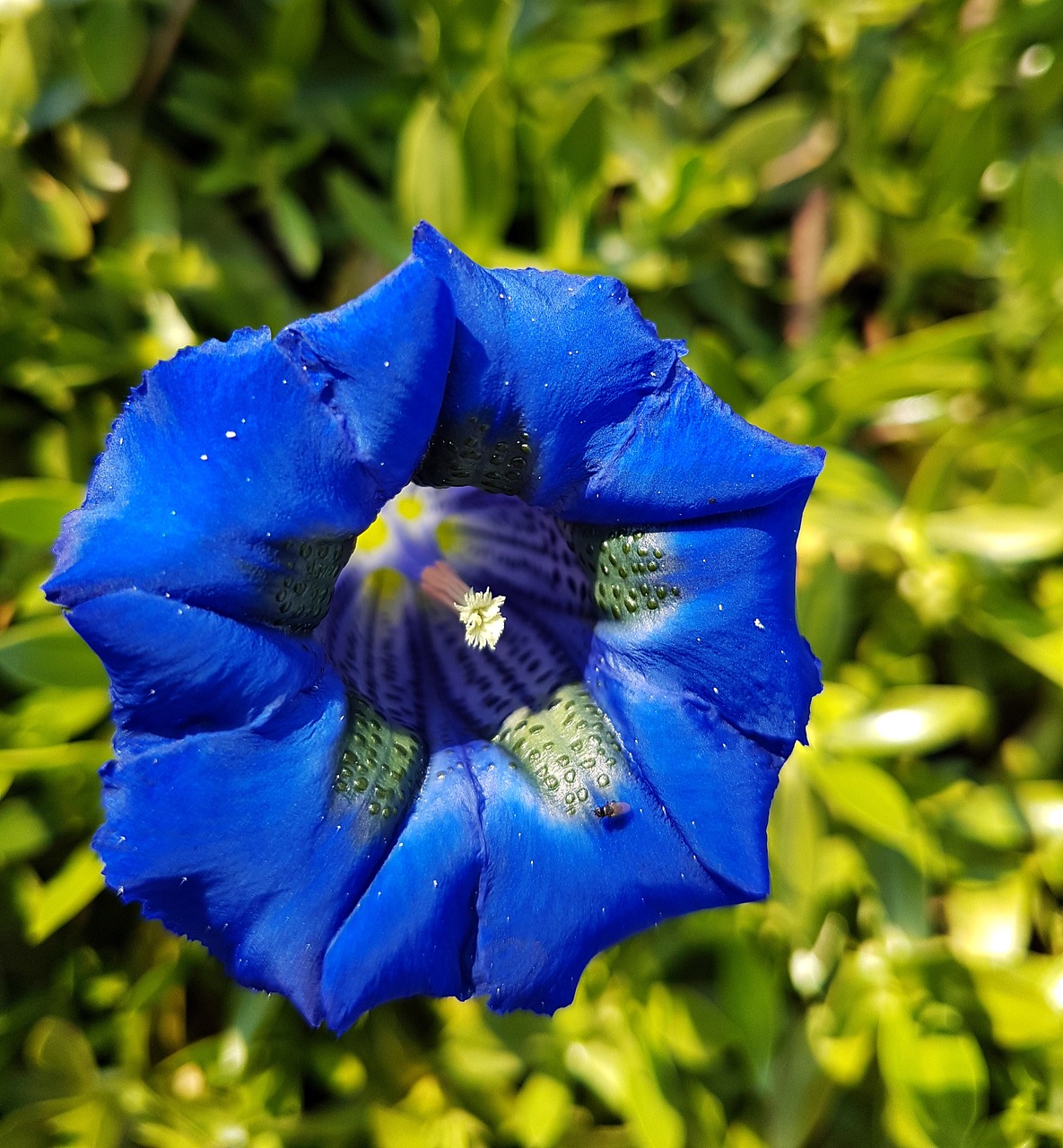 blue blue gentian bavarian gentians free photo