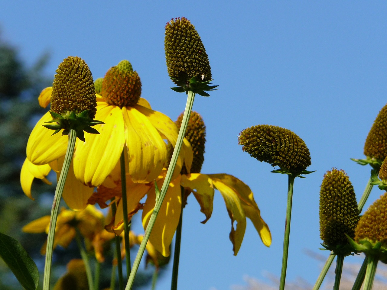 blue yellow summer free photo