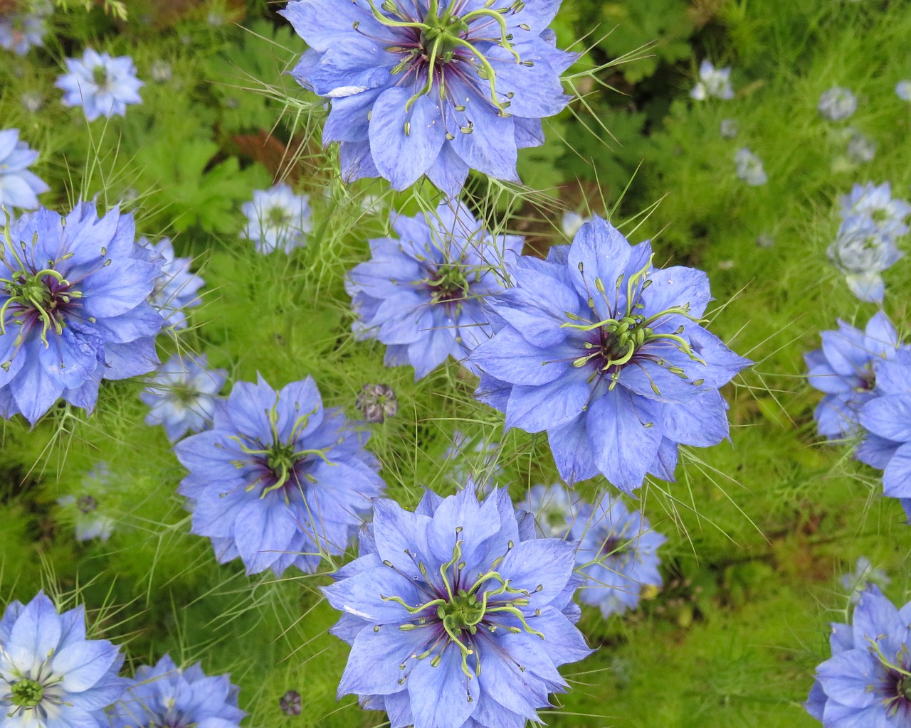 blue spiky flowers free photo
