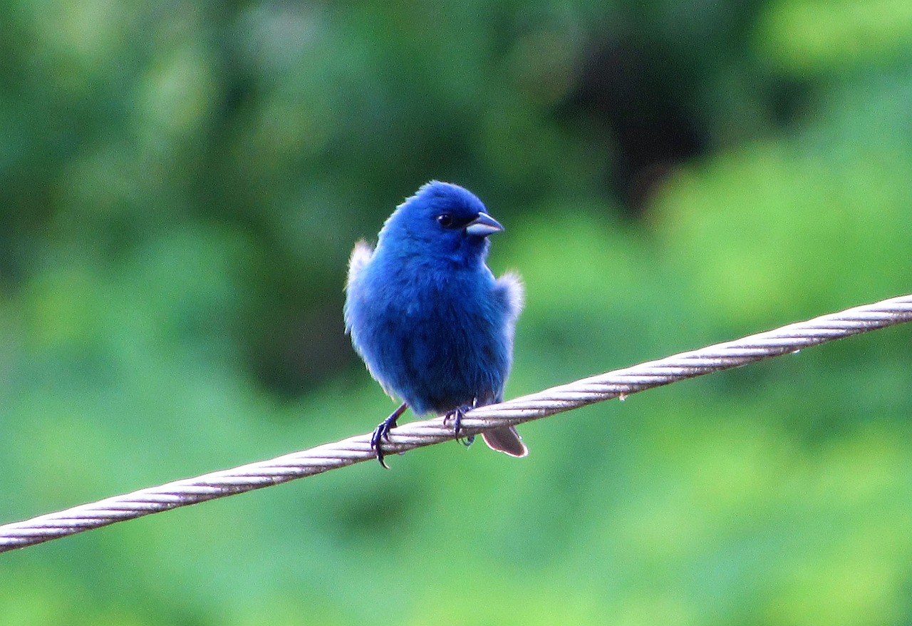 blue bird avian free photo