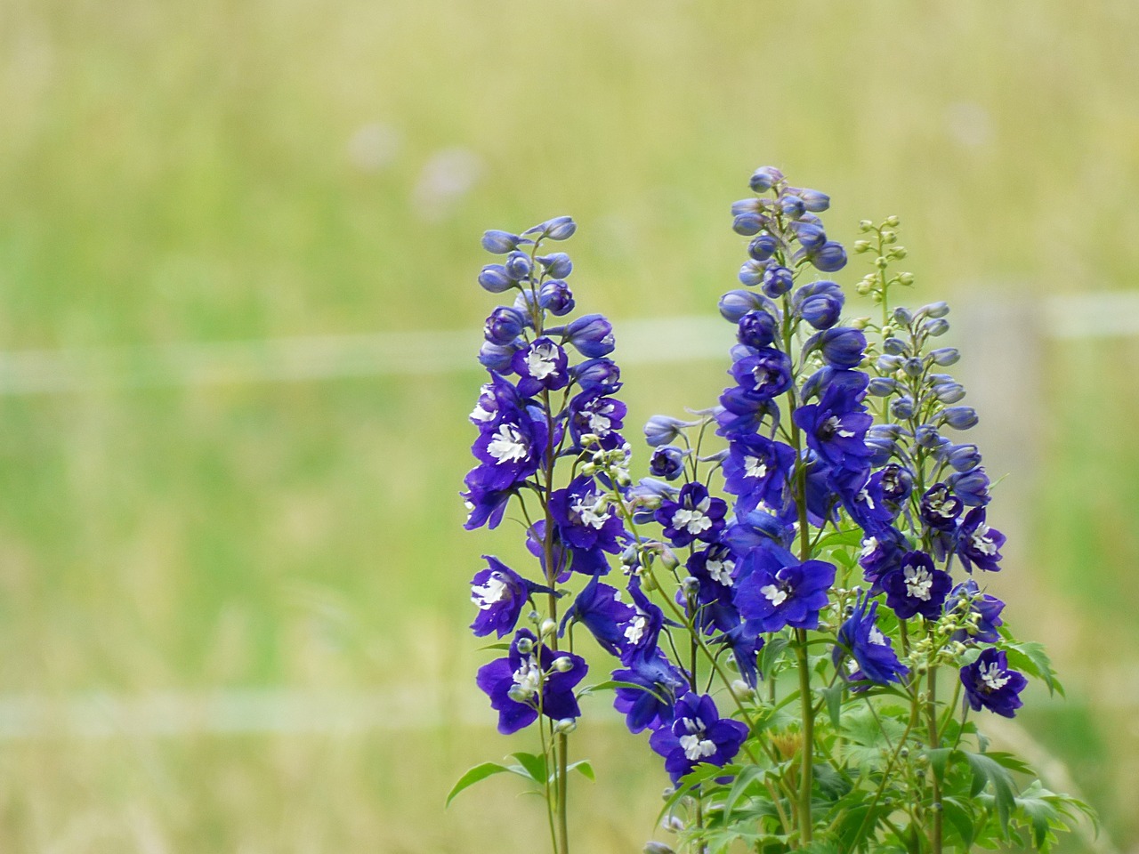 blue flowers flower free photo