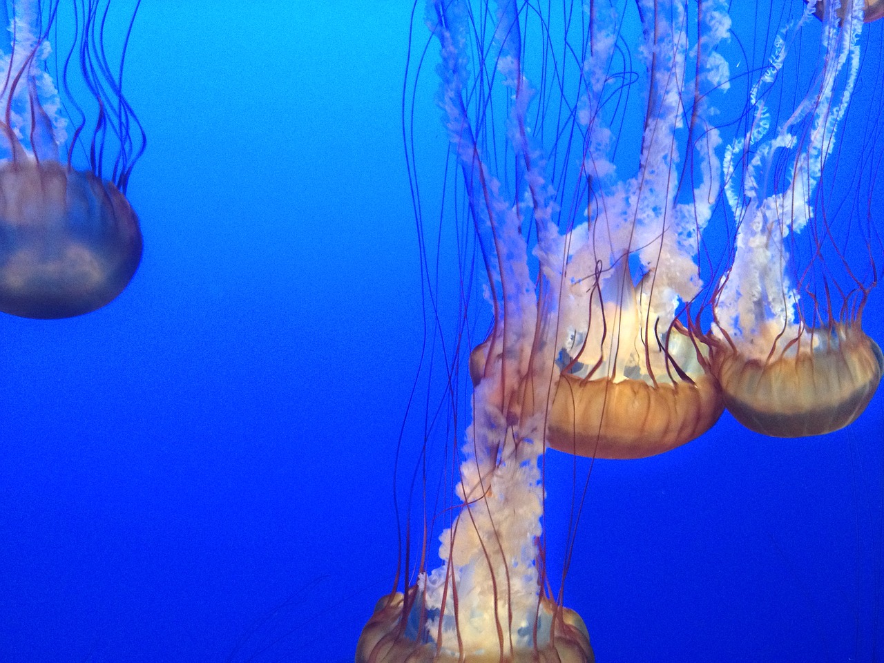 Медуза в морском аквариуме