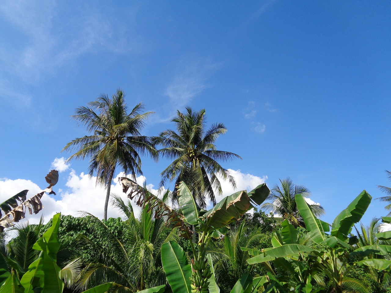 blue sky coconut free photo