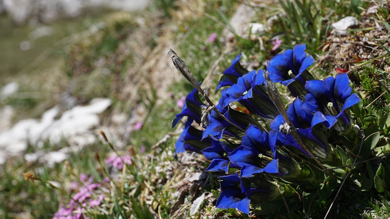 blue alpine alpine flower free photo