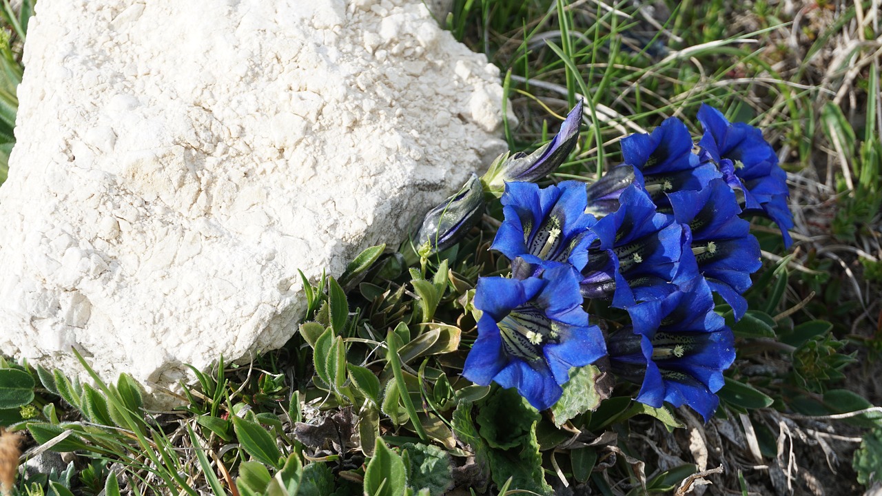 blue alpine alpine flower free photo