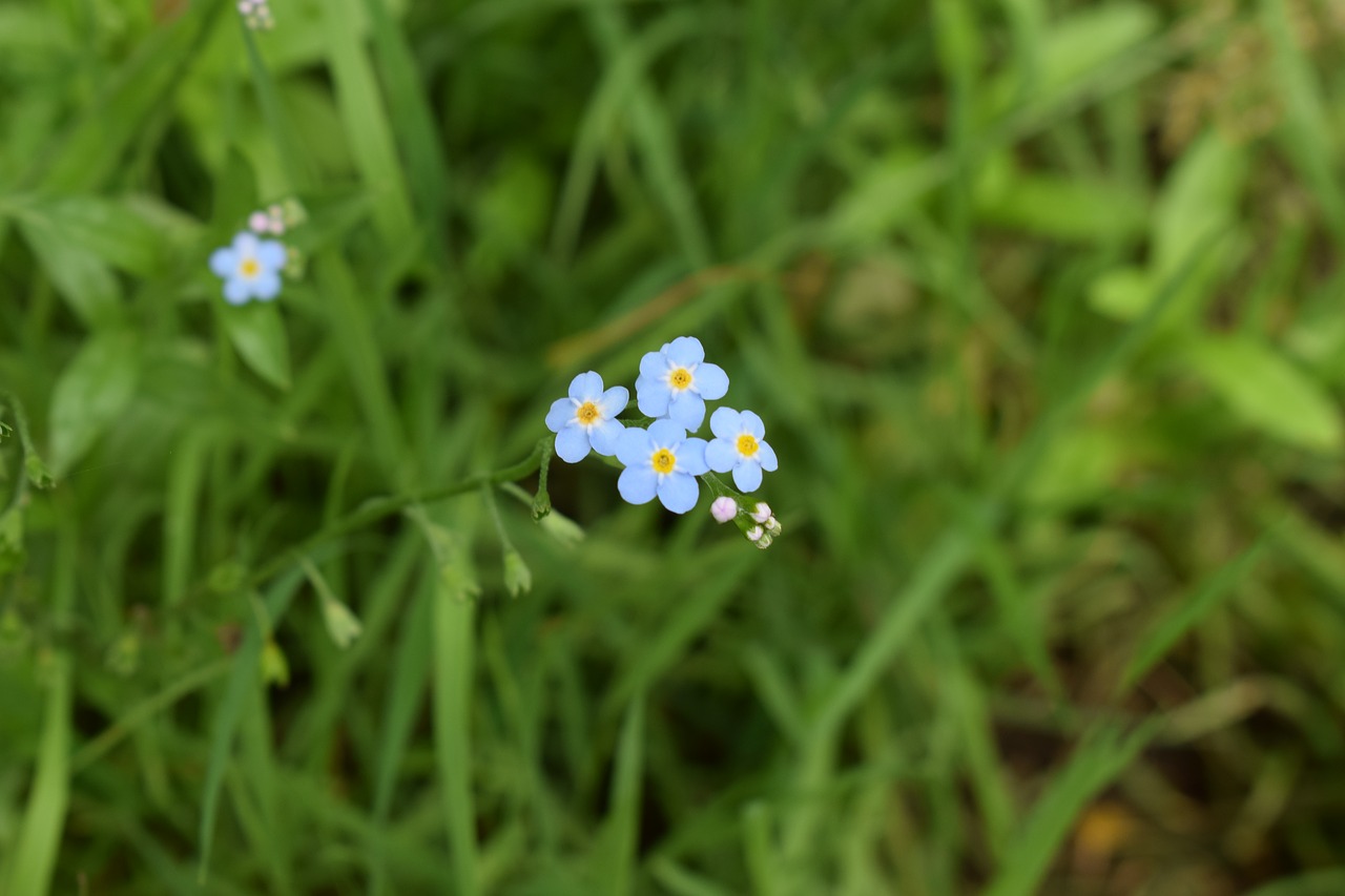 blue wildflower micro free photo