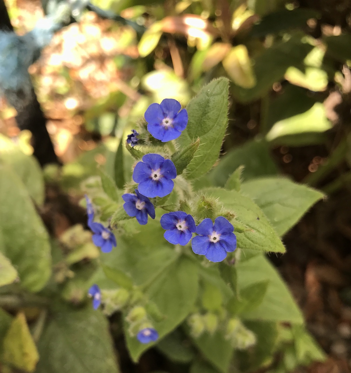 blue flowers blue flowers free photo