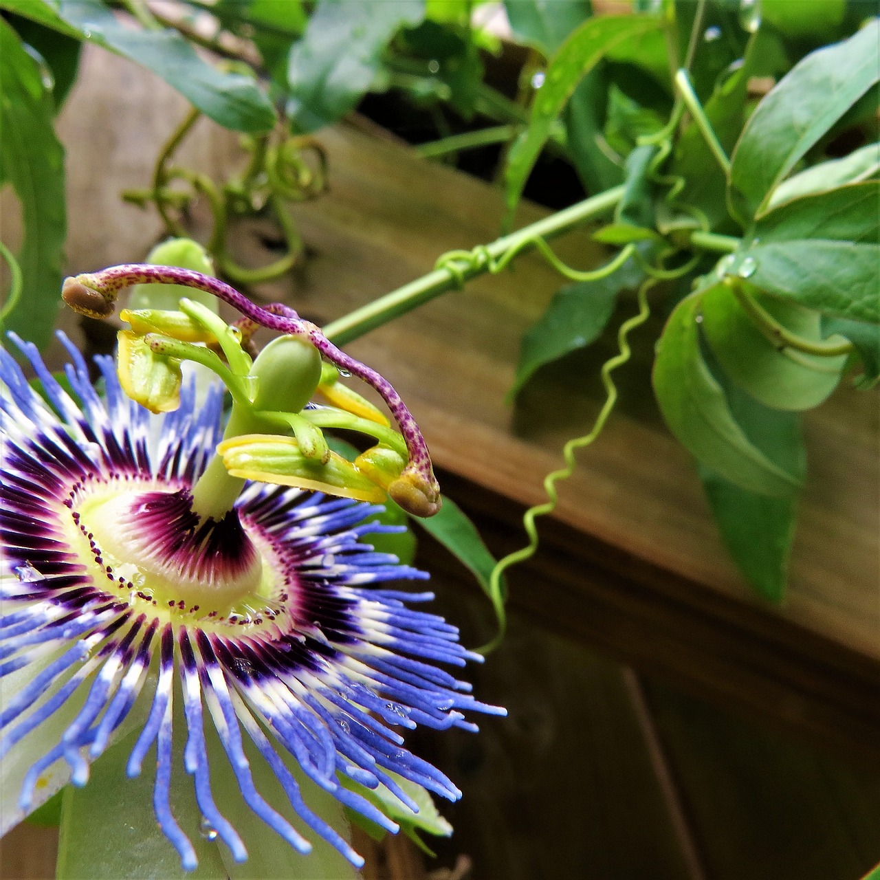 blue white flower free photo