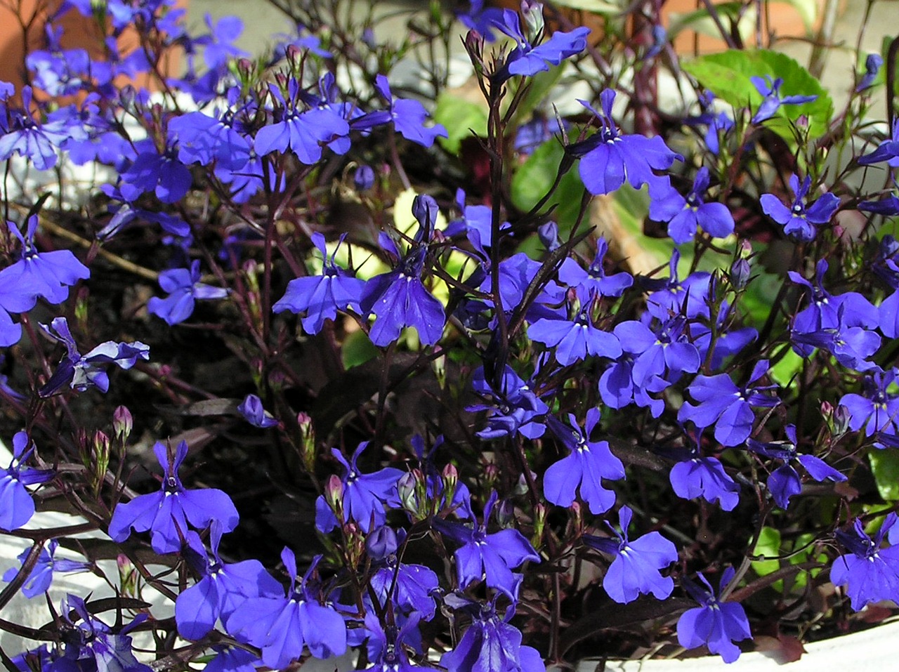 blue flowers dark free photo