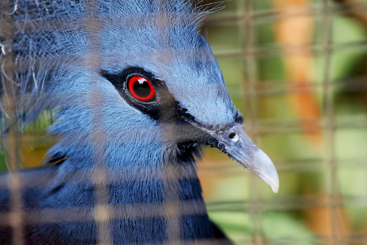 blue crowned pigeon free photo