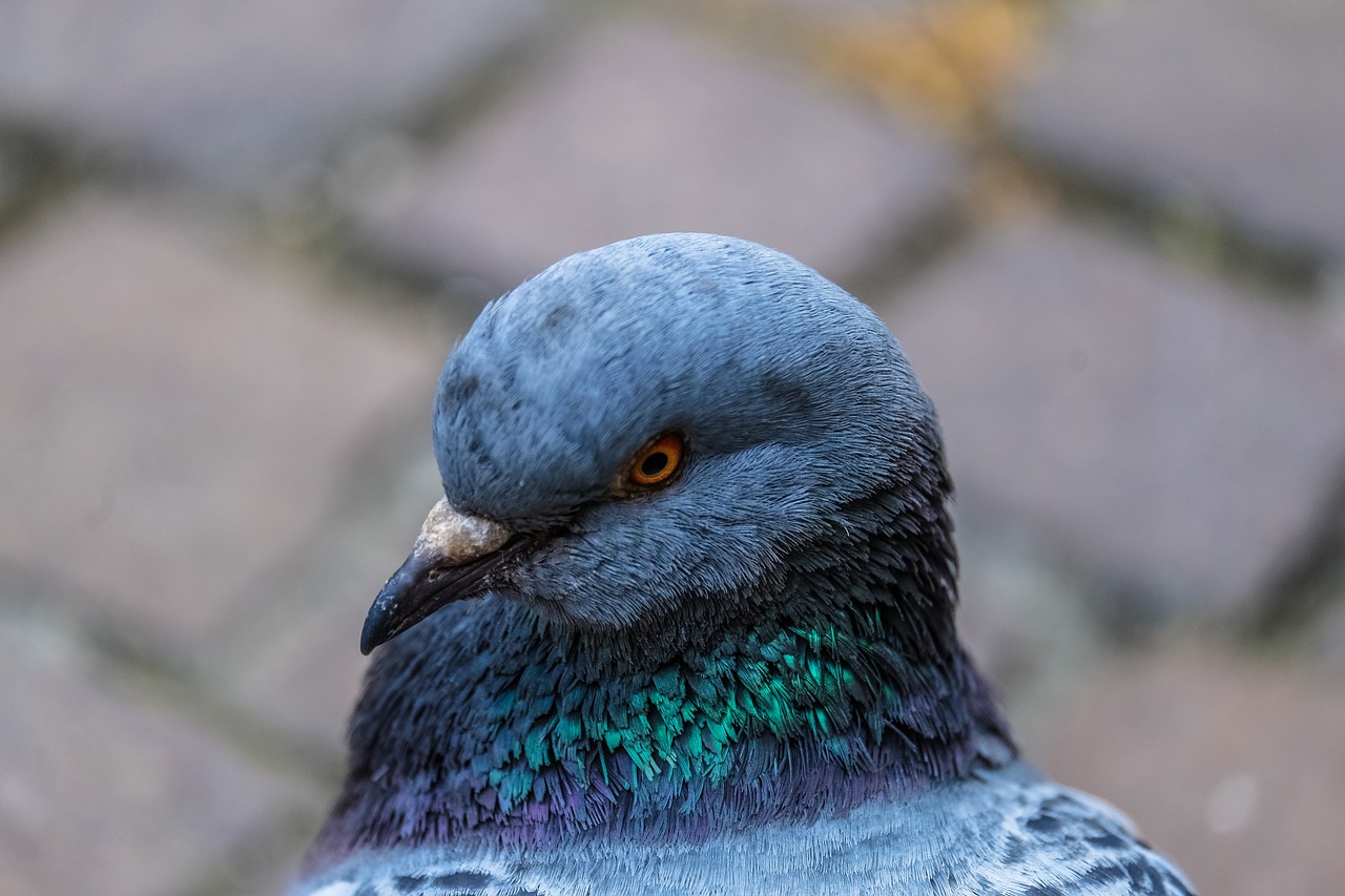 blue feather bird free photo