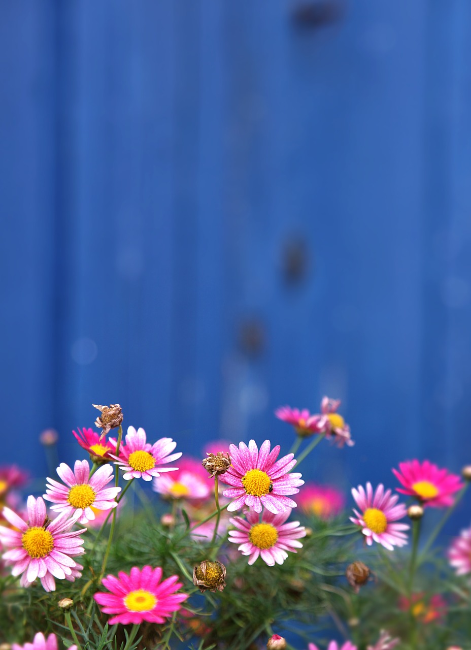 blue wall daisy free photo