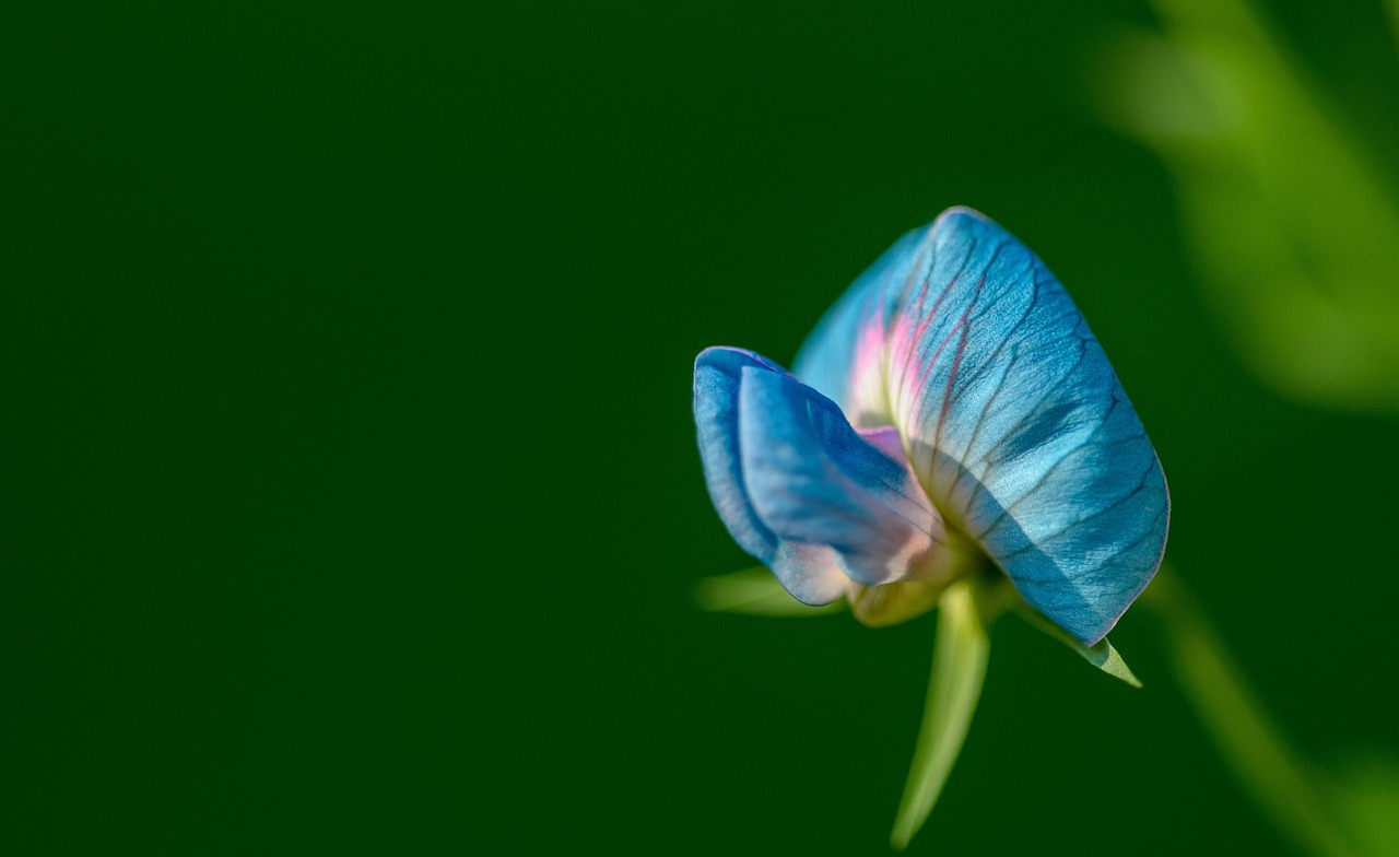 blue petal flower free photo