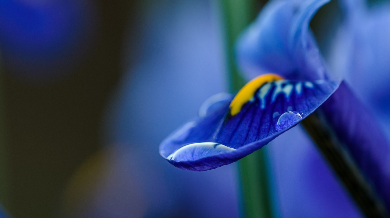 blue petal flower free photo