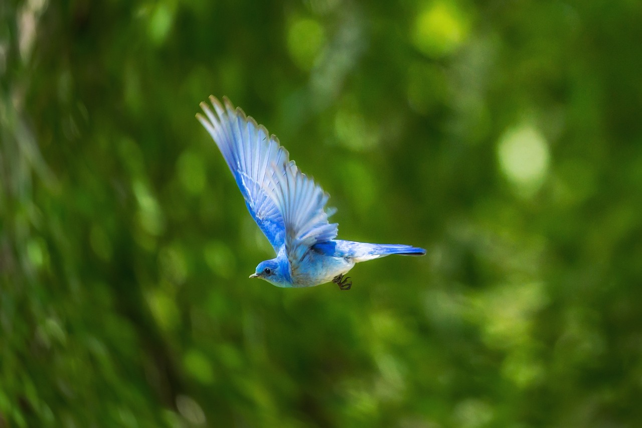 blue bird animal free photo