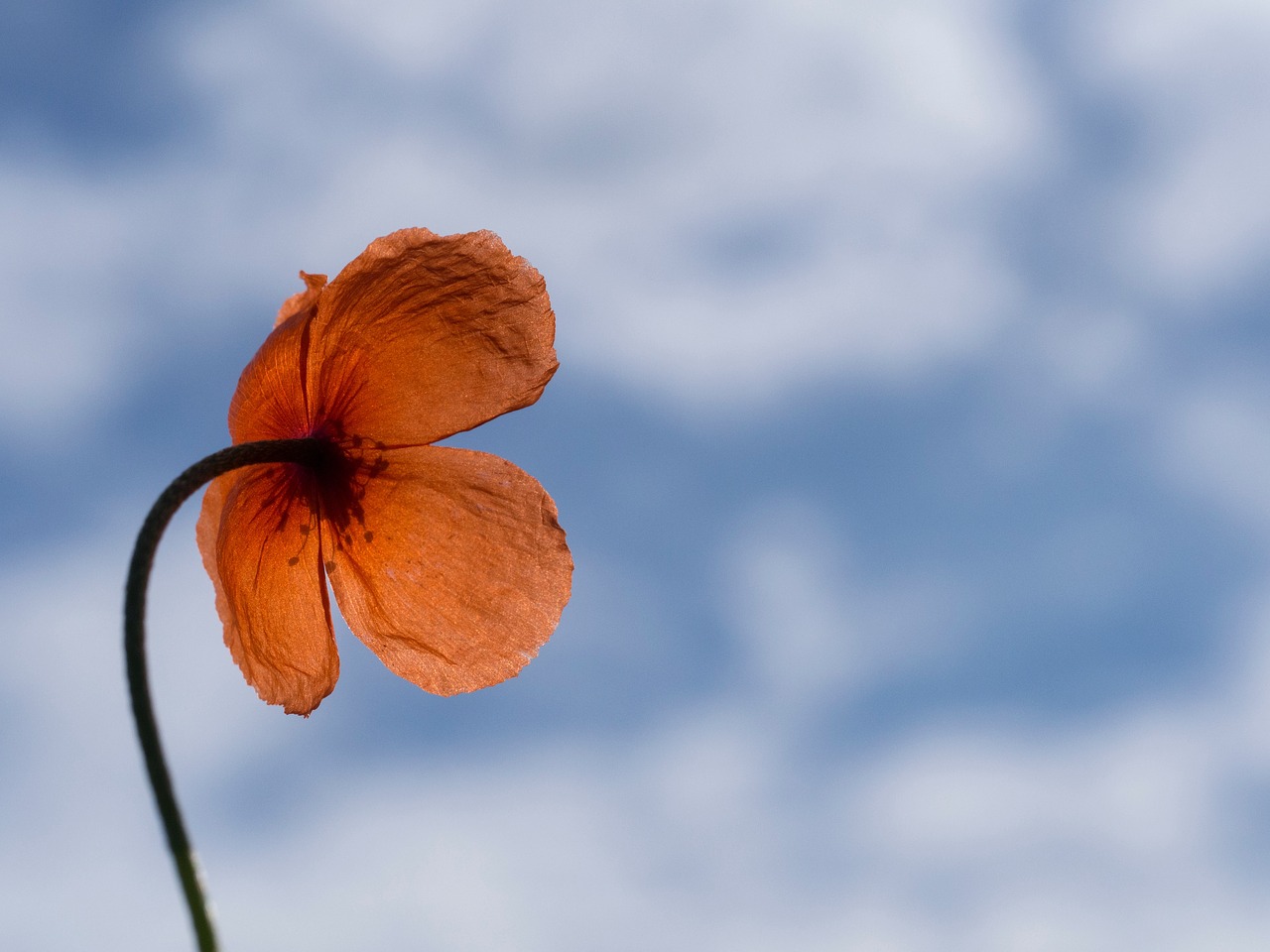 blue sky orange free photo