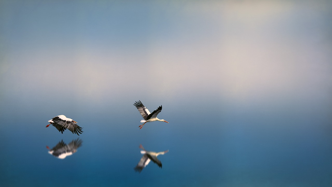 blue sky birds free photo