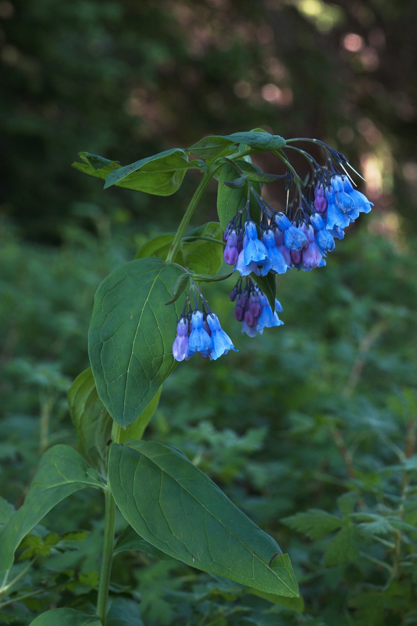 blue bell wildflower free photo