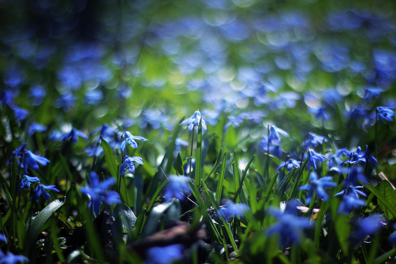 blue petal flower free photo