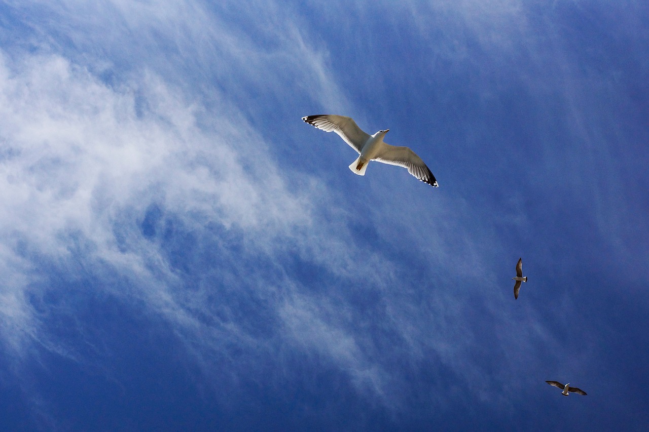 blue sky cloud free photo