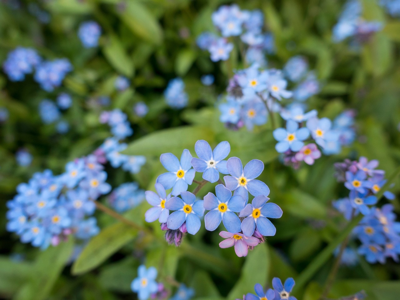 blue purple petal free photo