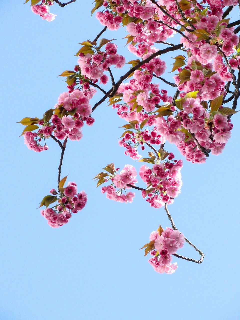 blue sky pink free photo