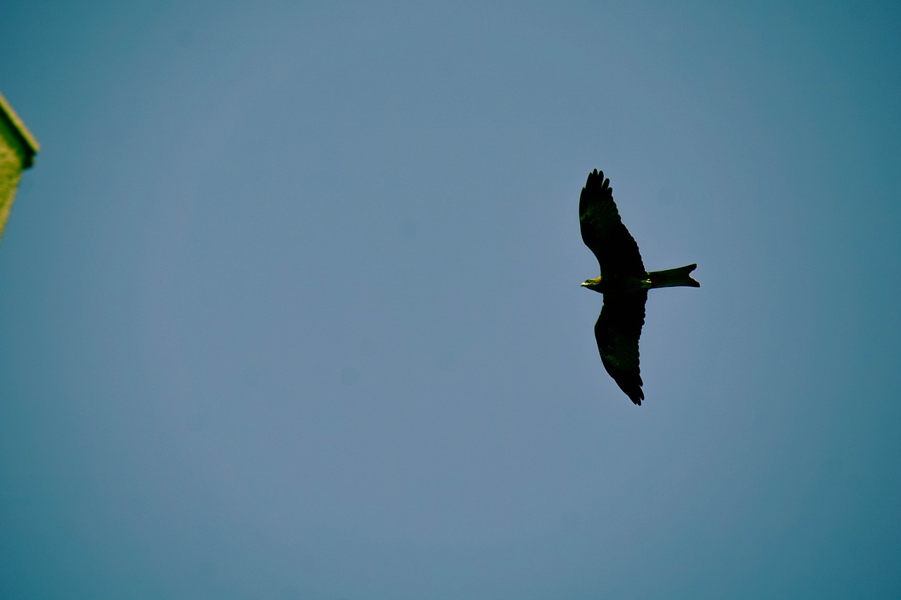 blue sky birds free photo