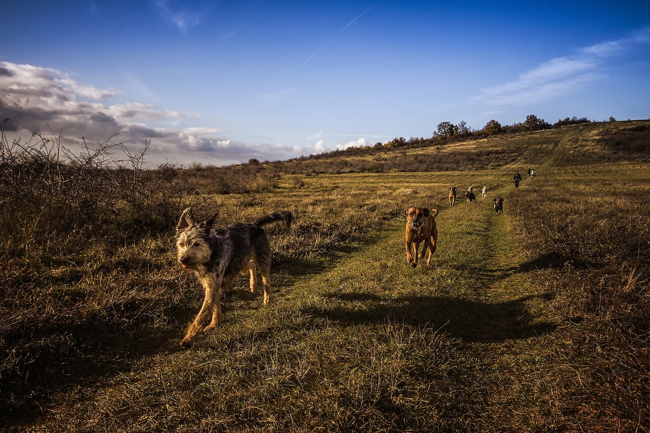 blue sky dog free photo