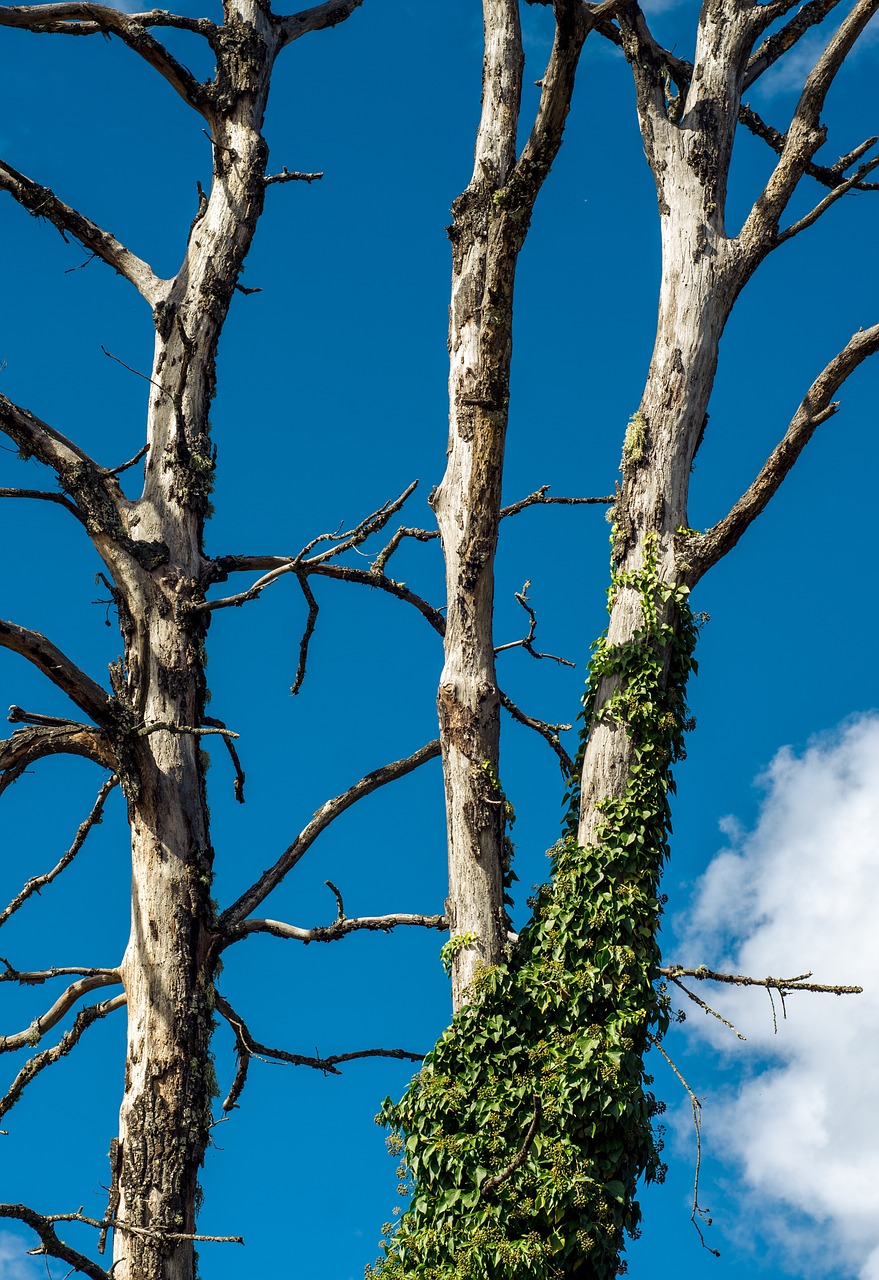 blue sky clouds free photo