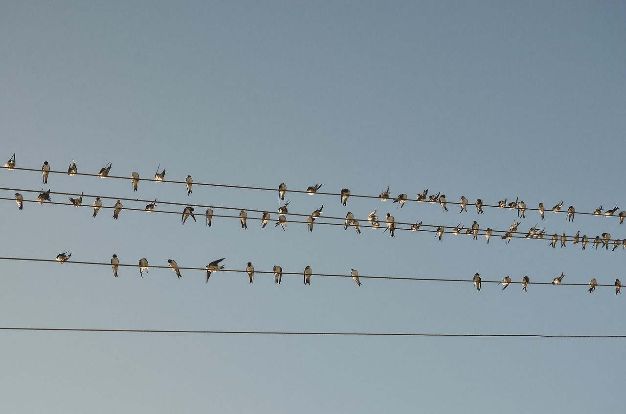 blue sky line free photo