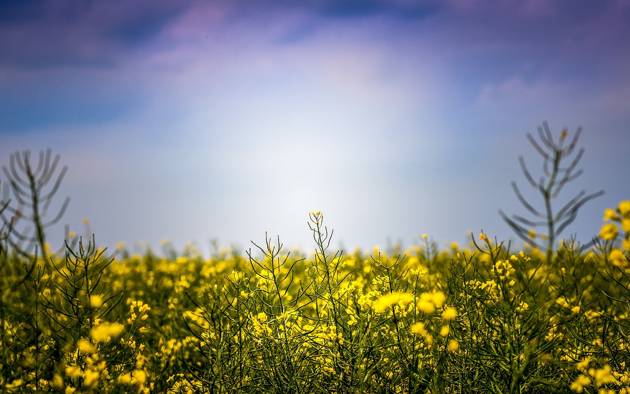 blue sky nature free photo