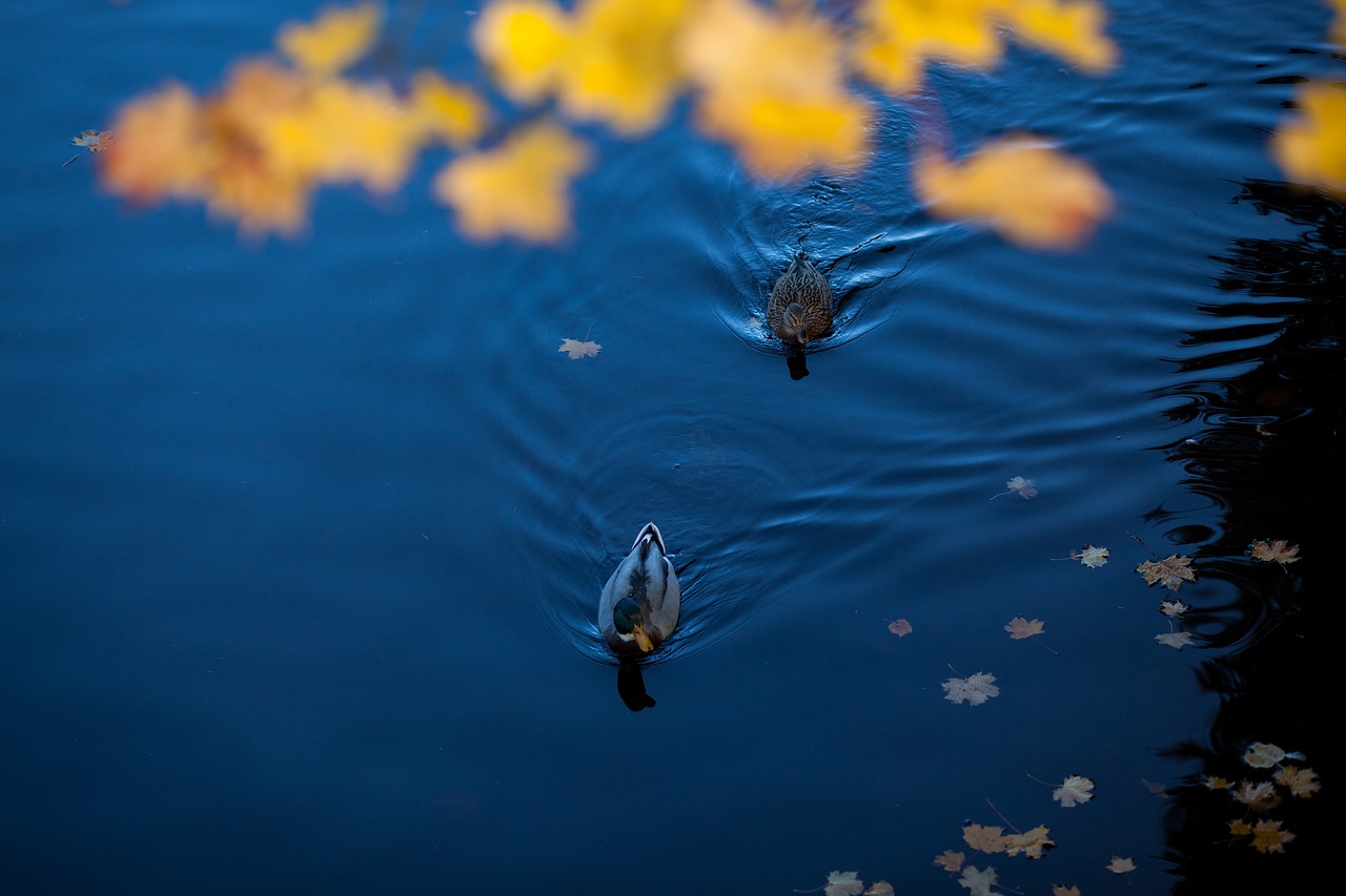 blue water duck free photo