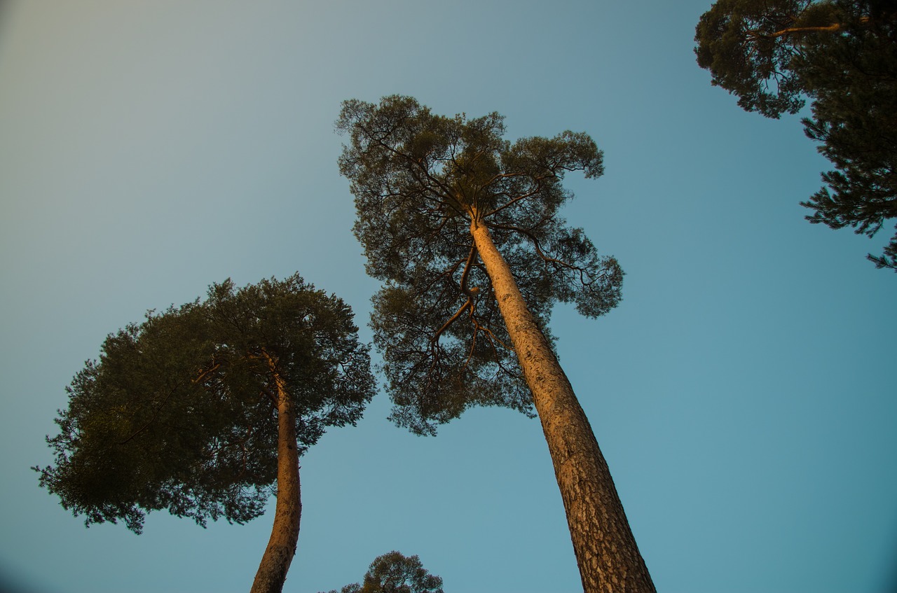 blue sky tree free photo