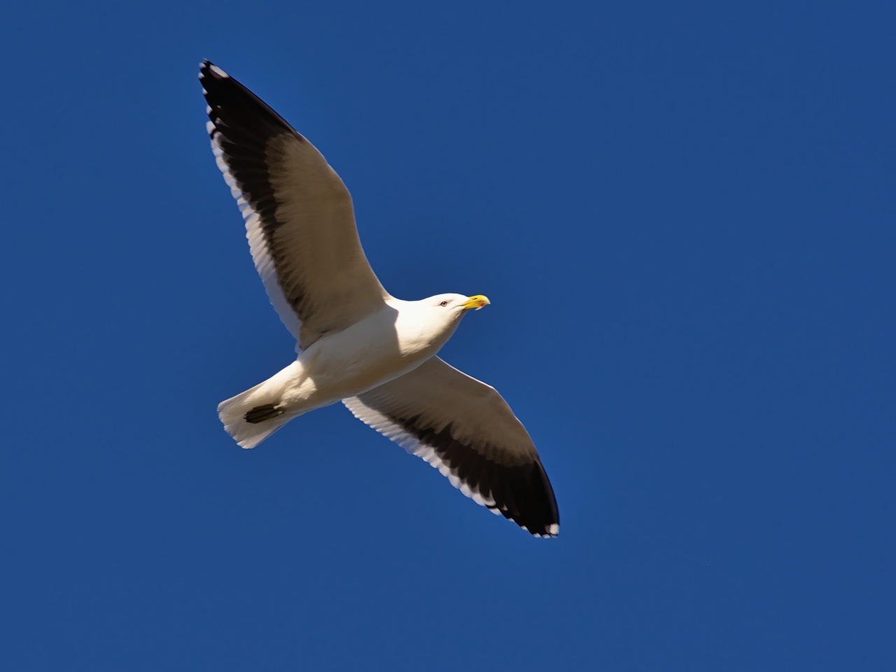 blue sky bird free photo