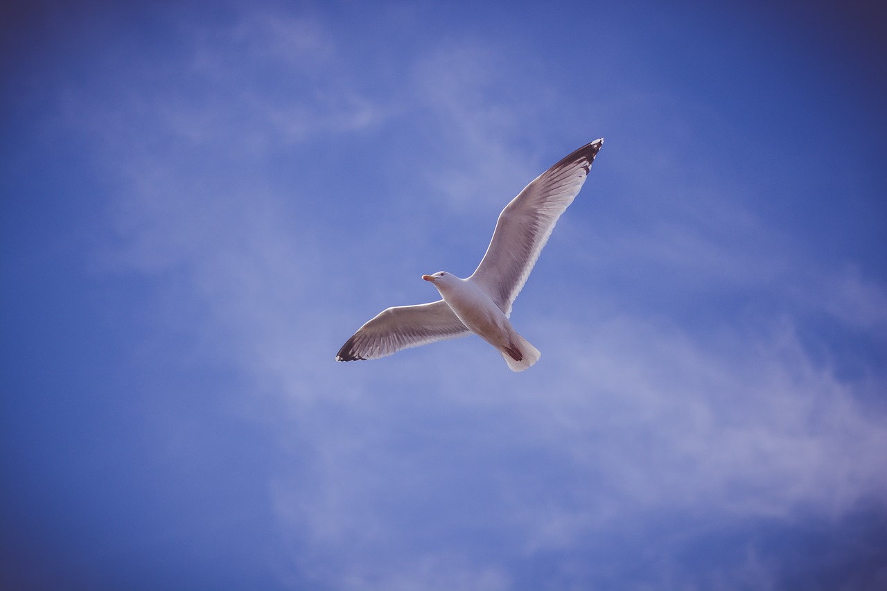 blue sky bird free photo