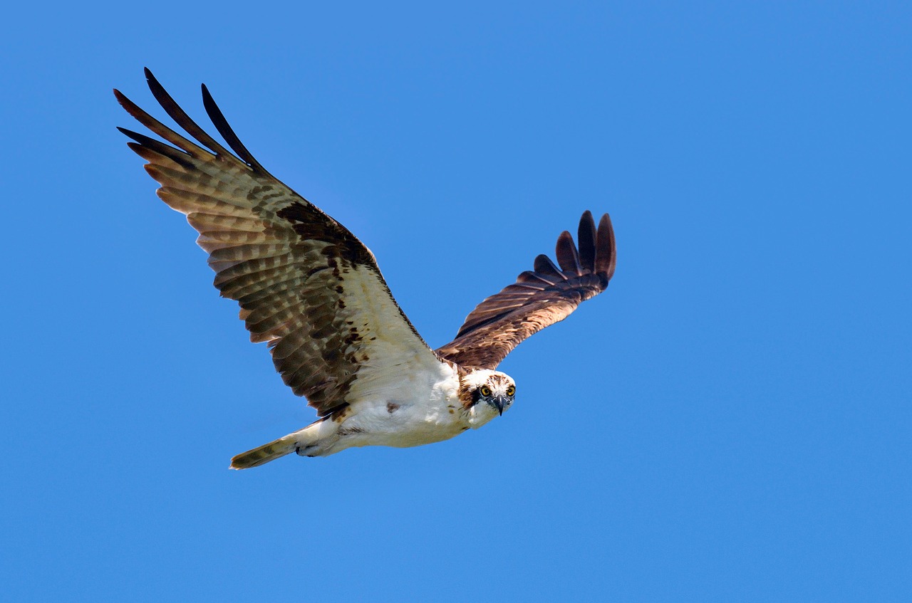 blue sky bird free photo