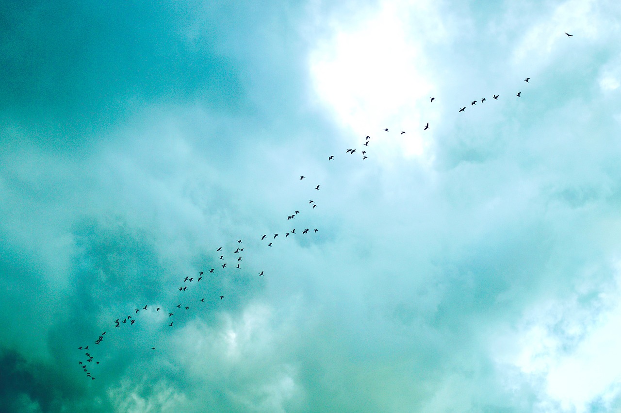 blue sky clouds free photo