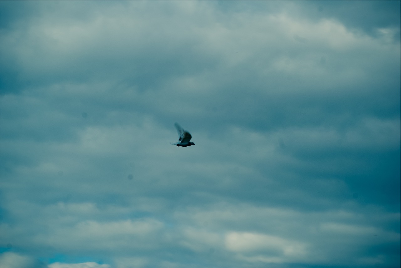 blue sky bird free photo