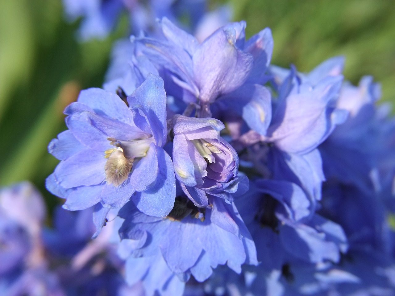 blue flower delphinium free photo