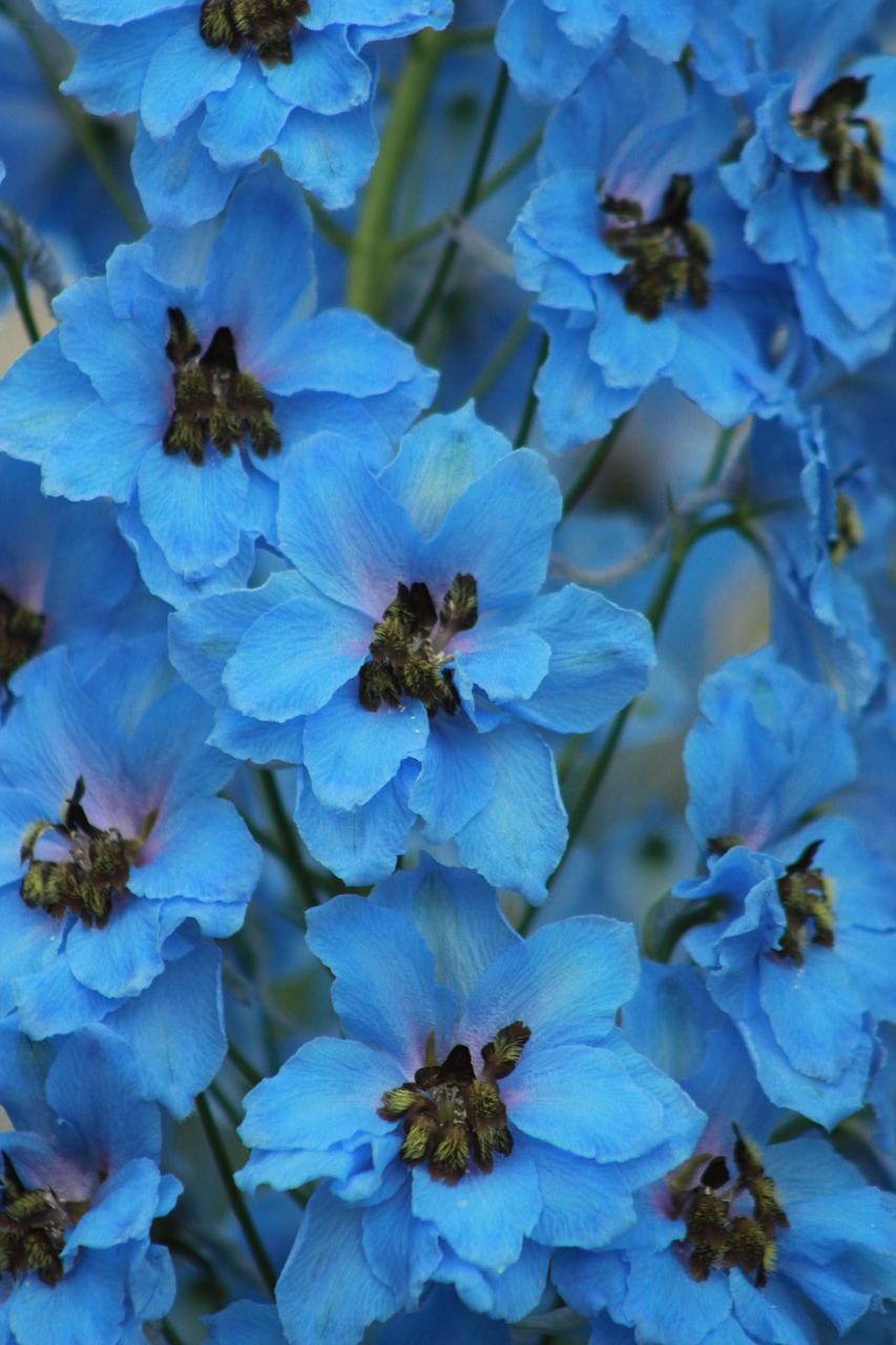 blue flower nature free photo