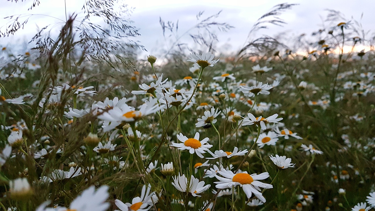 blue daisy cloud free photo