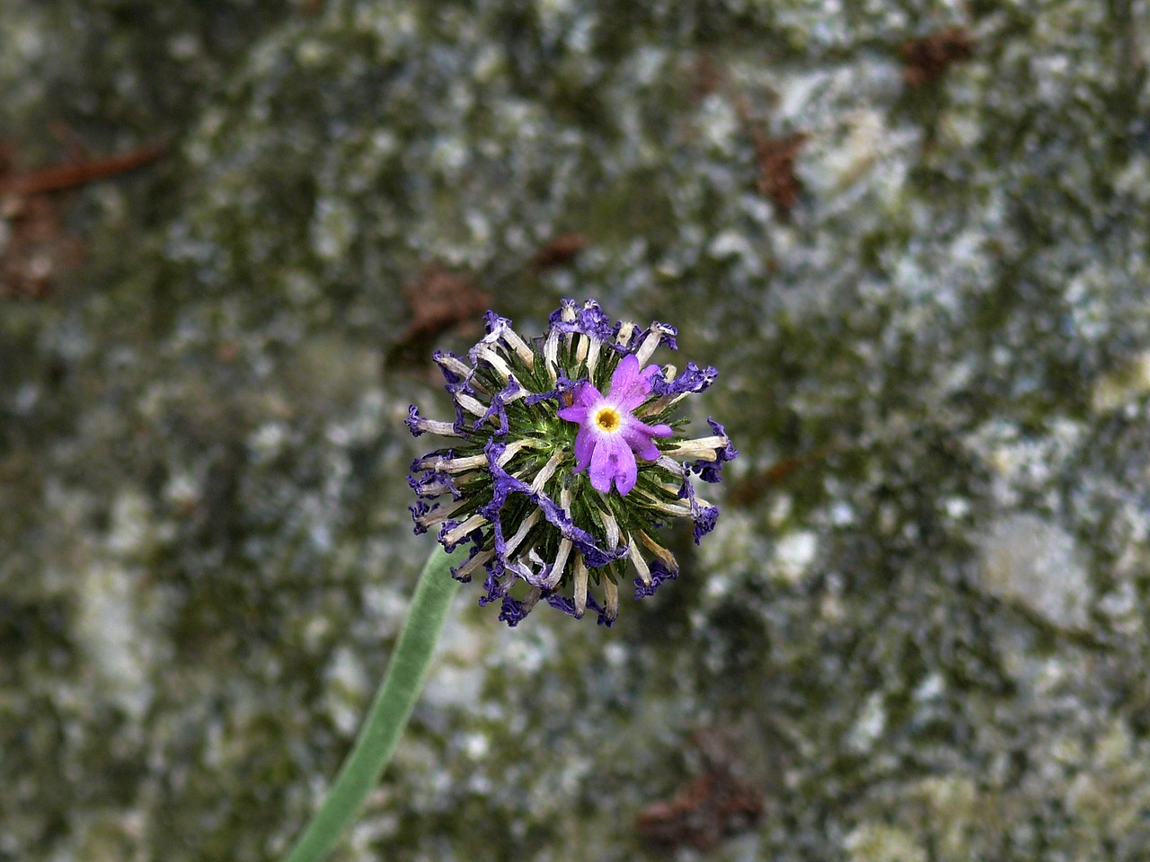 blue flower botanical garden munich free photo