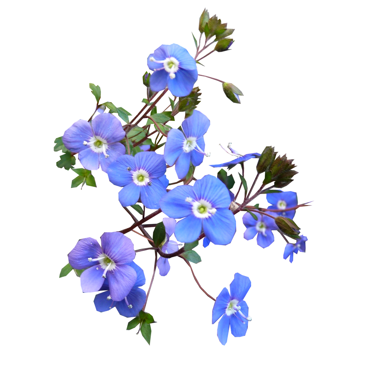 blue flower blooming free photo