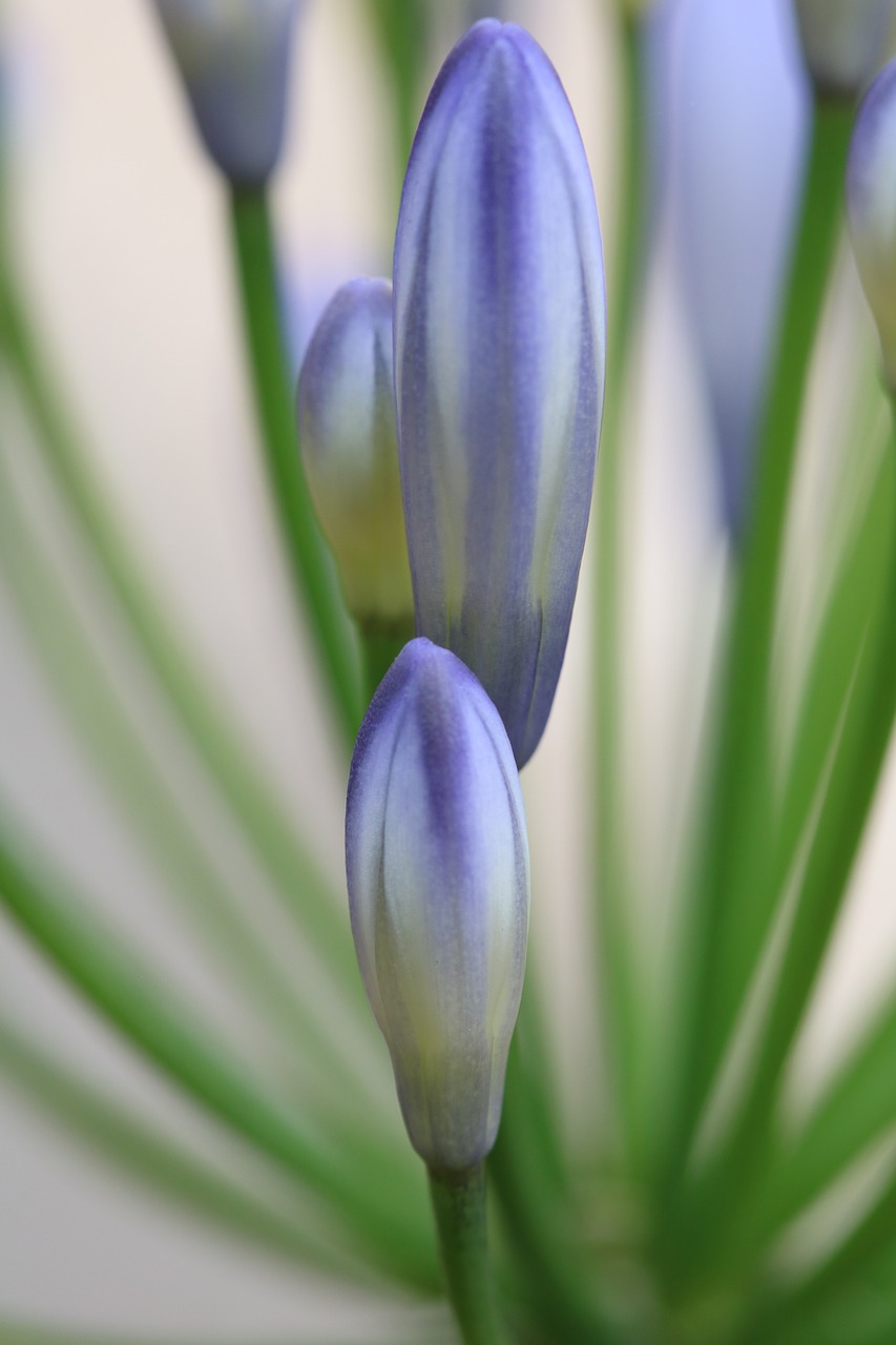 blue flower nature free photo