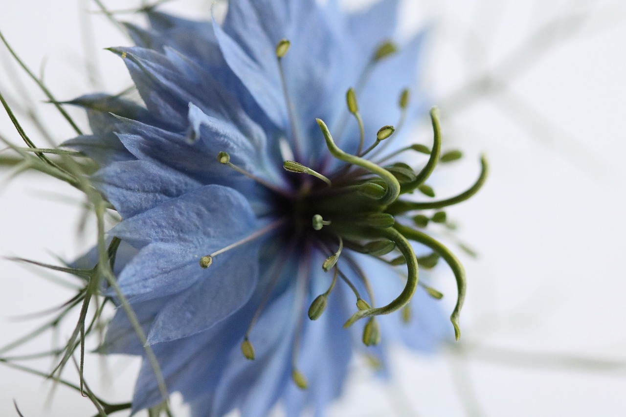 blue flower petals free photo