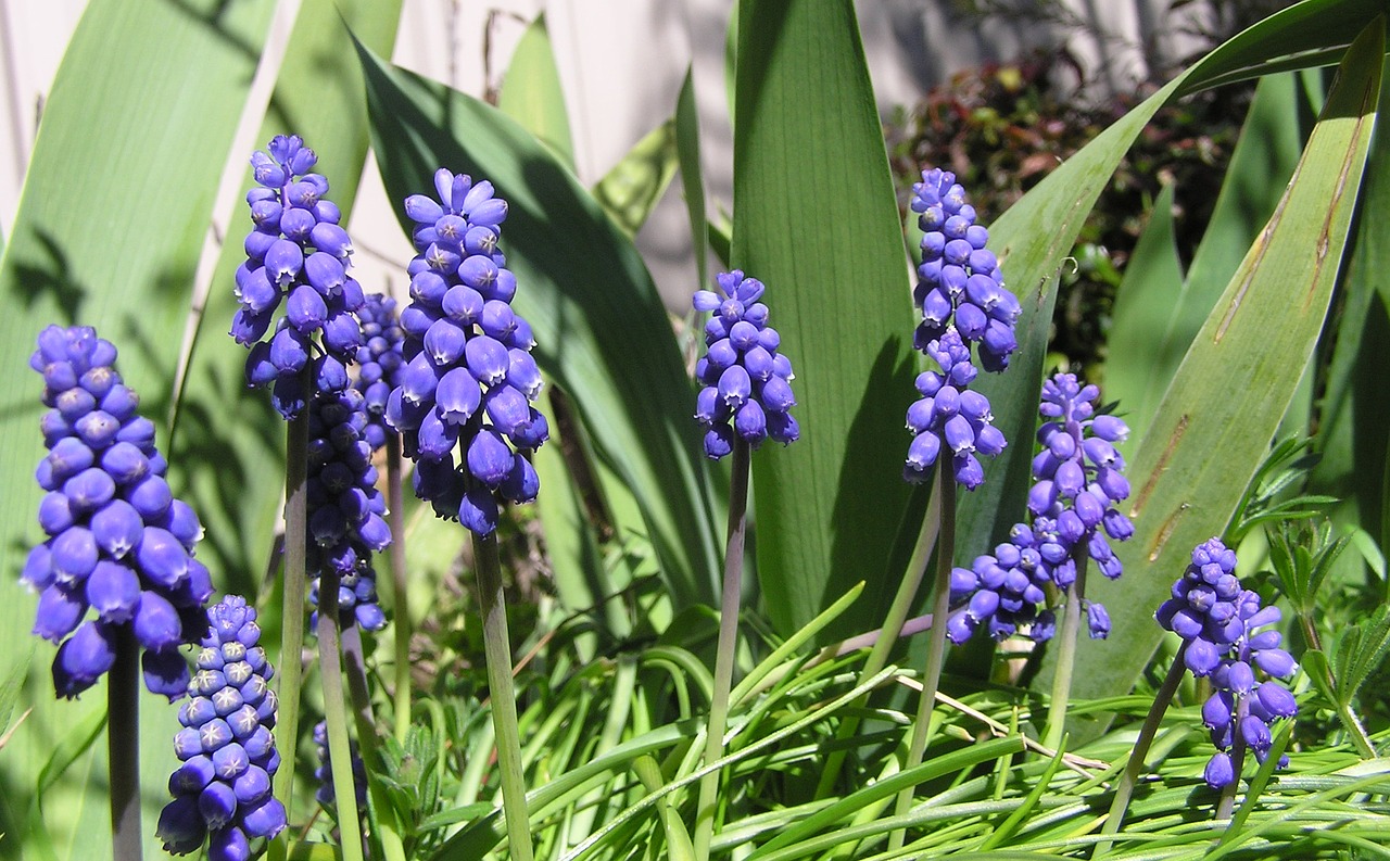 blue grape hyacinth bulbs free photo